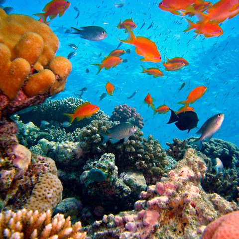 Marine Biology