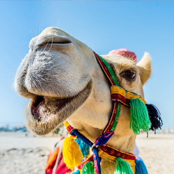 Close-up of a camel wearing colorful decorative tassels and harness, standing outdoors under a clear blue sky.