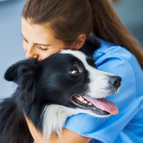 young woman veterinarian holding a happy dog