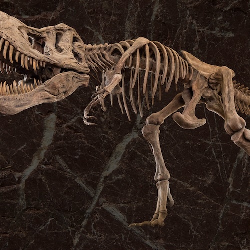 dinosaur skeleton on brownish stone background