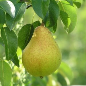 Health Science - pear